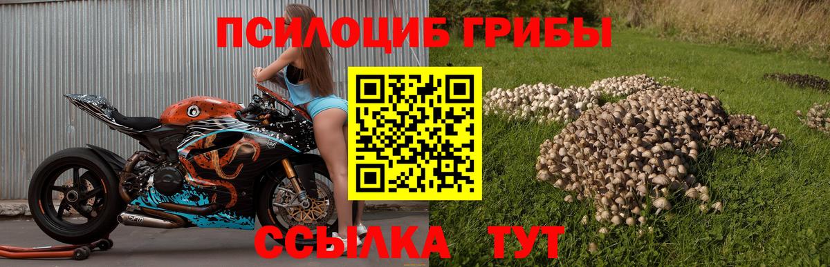 Галлюциногенные грибы Psilocybine cubensis Сорочинск